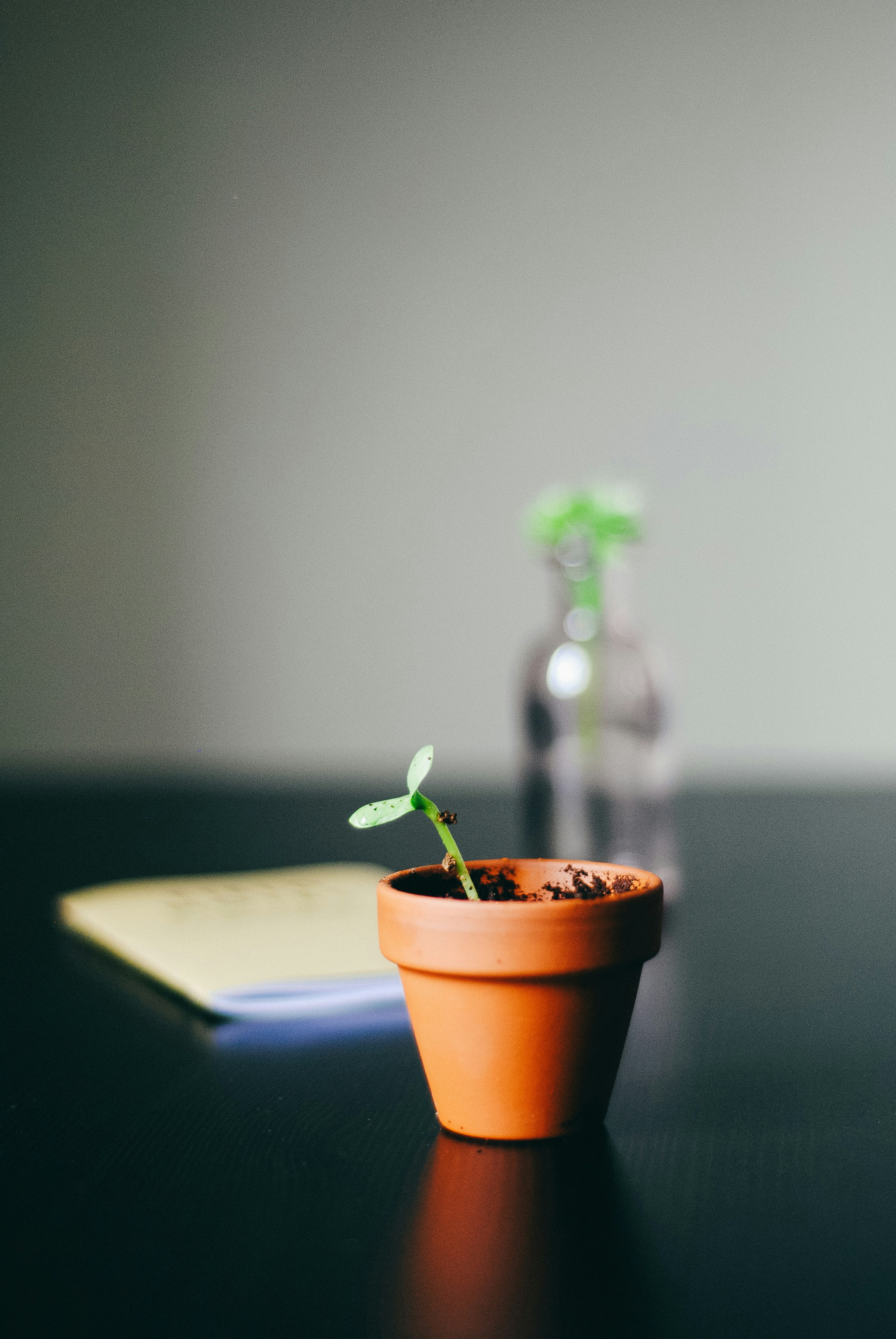 Signs Your Intentions Are Taking Root